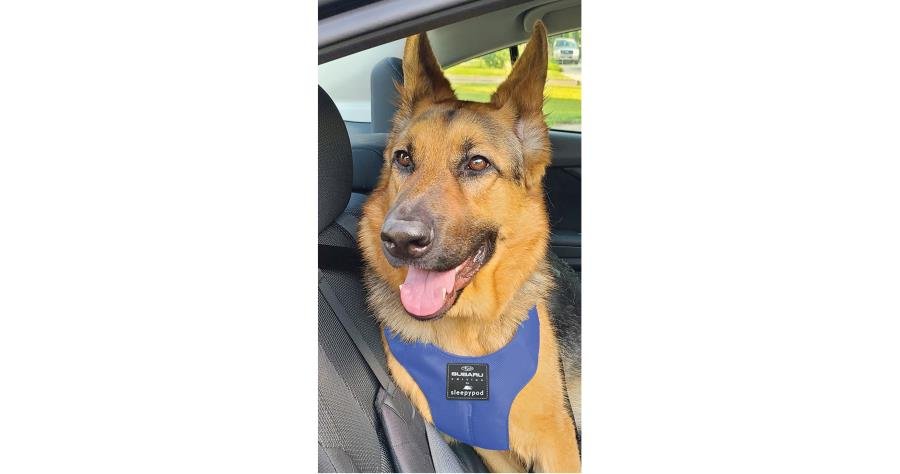 Subaru OEM Pet Harness Large - SOA854H020 - Subimods.com