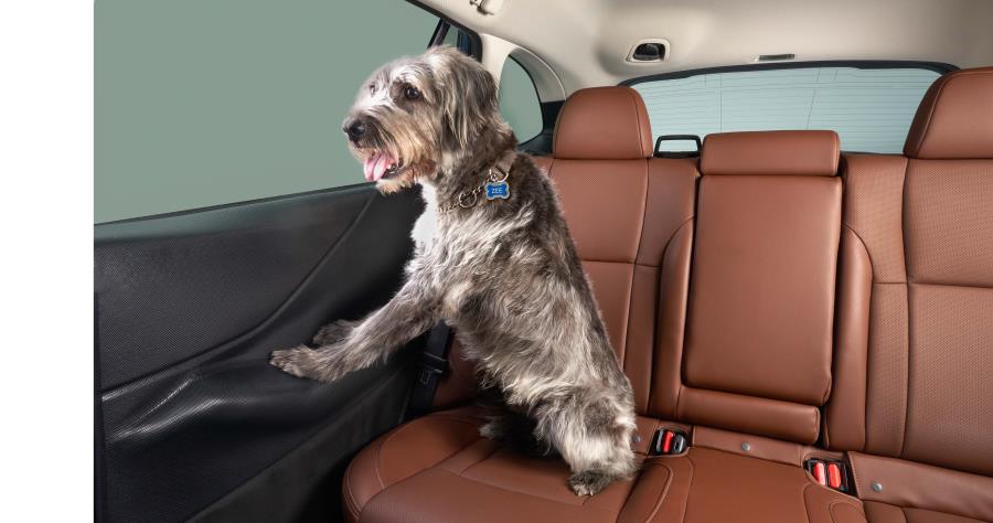 Subaru OEM Pet Rear Door Protector 2020 - 2025 Outback - SOA567R000 - Subimods.com